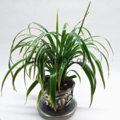 Chlorophytum Spider Plant