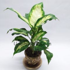 Dumb Cane Plant