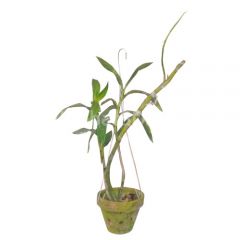 Dendrobium Orchid plant