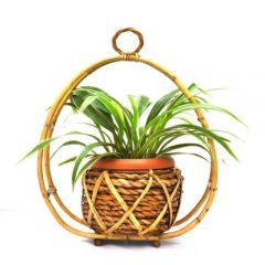 Hanging Spider plant pot
