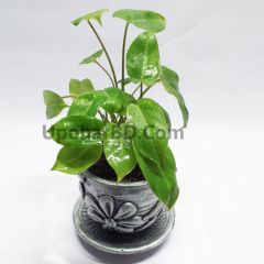 Philodendron Oxycardium Plant