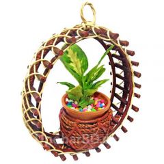 Hanging Garden Croton in a cane pot