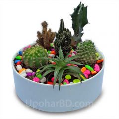 Oasis in ceramic pot