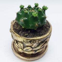 Peyote Cactus