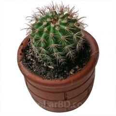 Live Cactus in clay pot