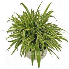 Spider Plant in Ceramic Pot