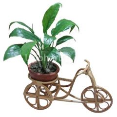 Live Plant in a Rickshaw