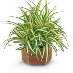 Spider plant